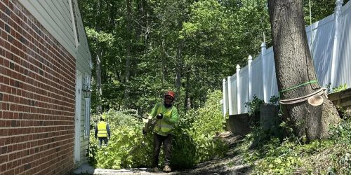 Serranos Land Clearing